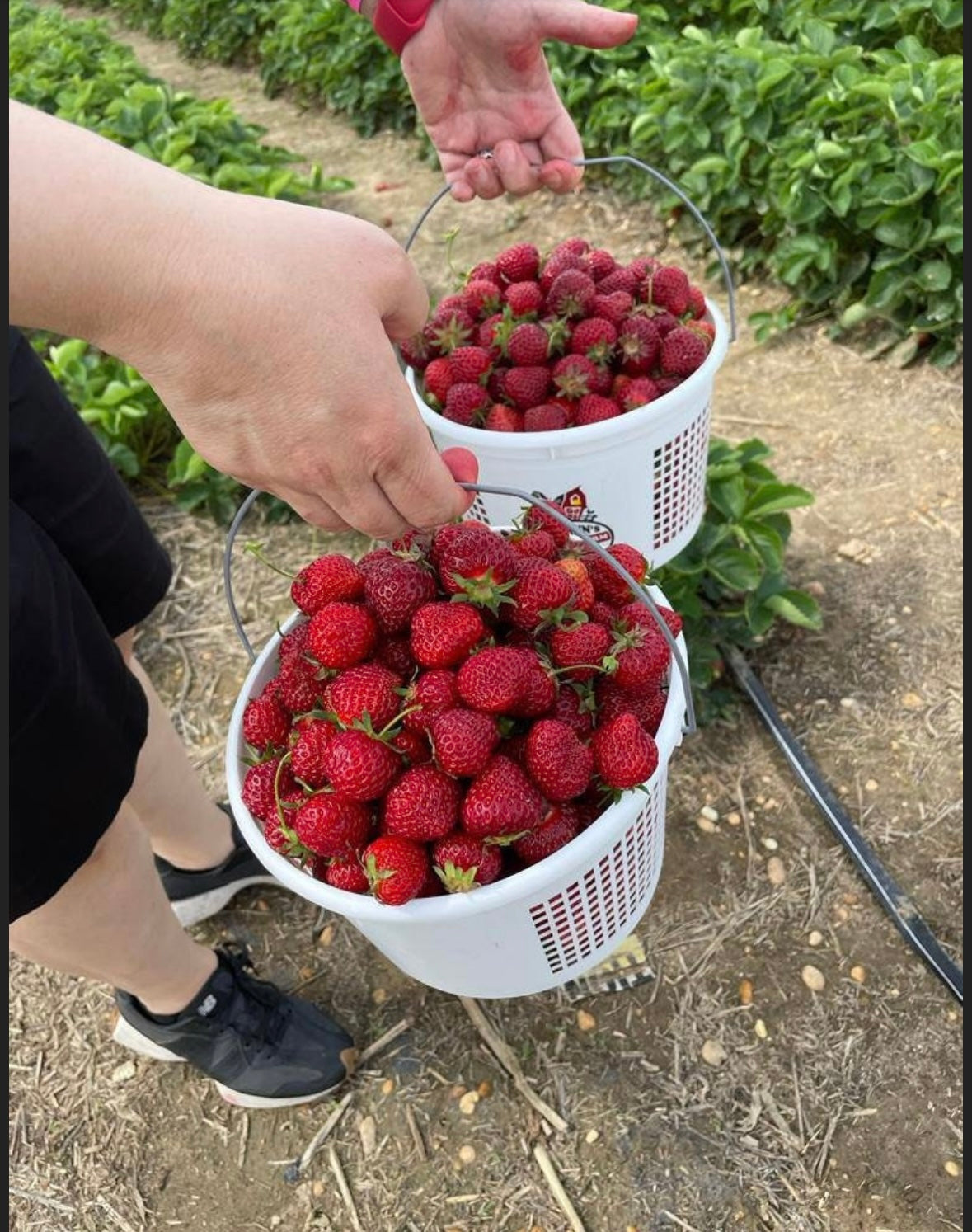 Organic Homemade Strawberries Marmalade
